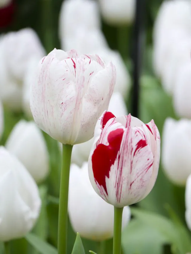 Tulp "One Direction" pakendis 5 tk