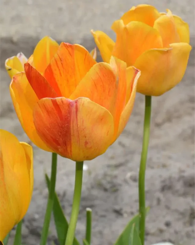 Tulp "Orange Lion" pakendis 5 tk.