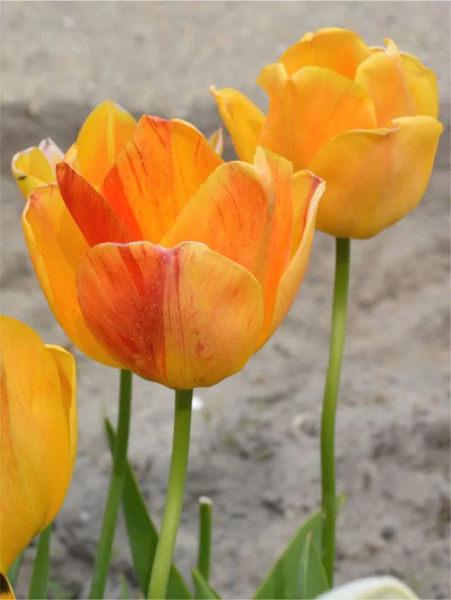 Tulp "Orange Lion" pakendis 5 tk.