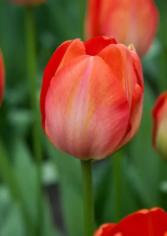 Tulp "Orange van Eijk" pakendis 5 tk.