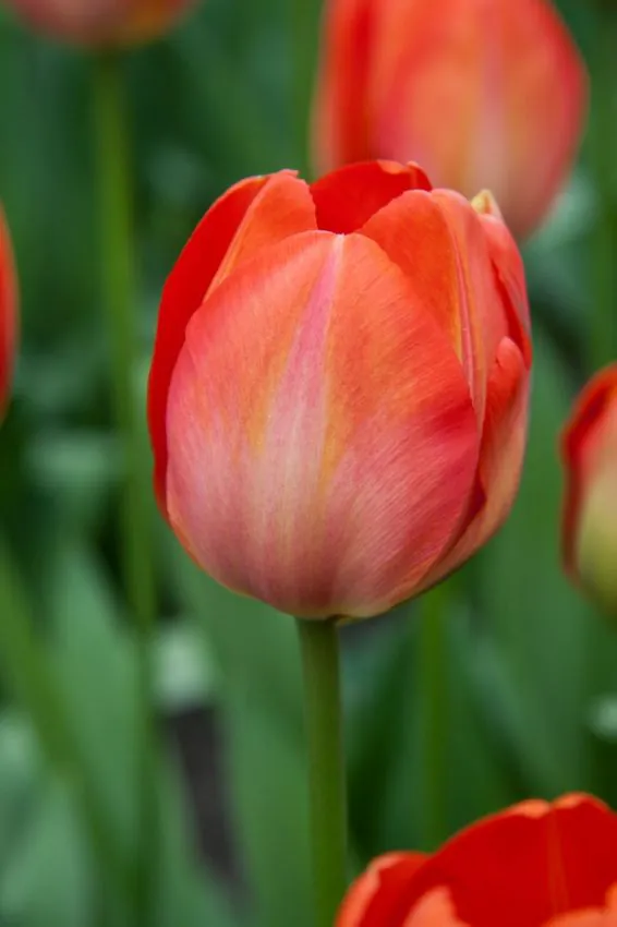 Tulp "Orange van Eijk" pakendis 5 tk.