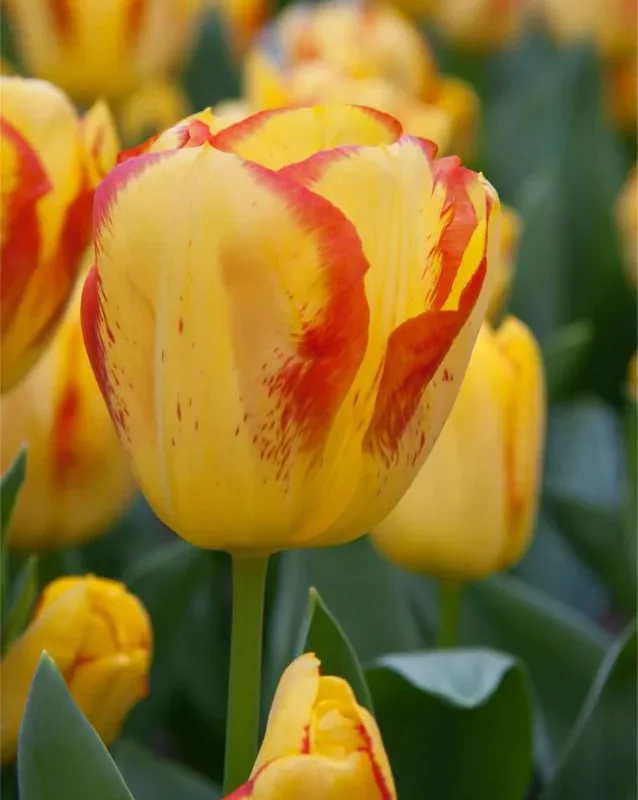 Tulp "Outbreak" pakendis 5 tk.