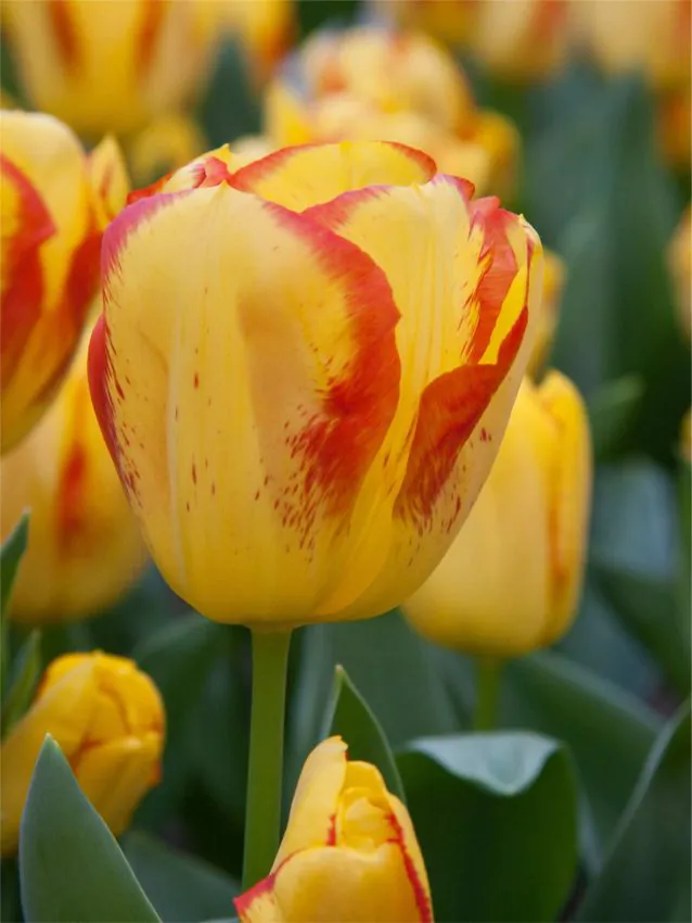 Tulp "Outbreak" pakendis 5 tk.