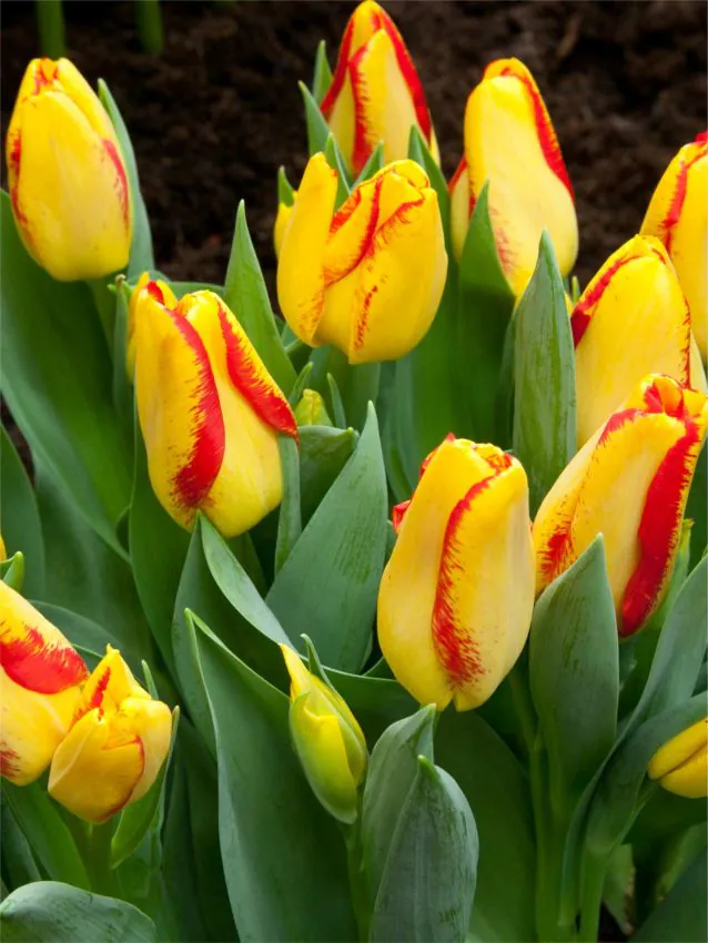 Tulp "Outbreak" pakendis 5 tk. - Image 2