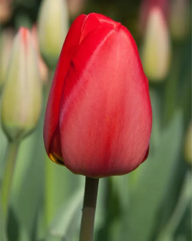 Tulp "Parade"pakendis 5 tk
