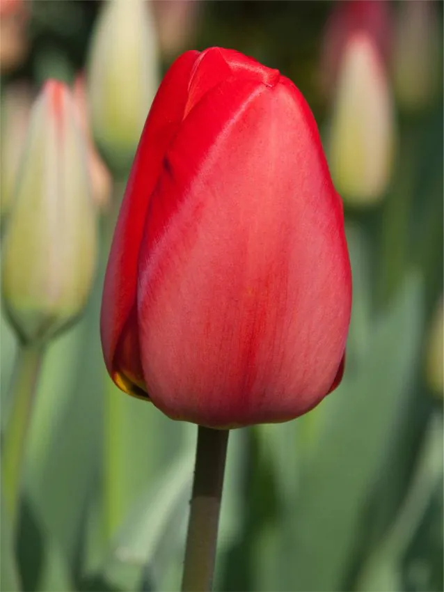 Tulp "Parade"pakendis 5 tk