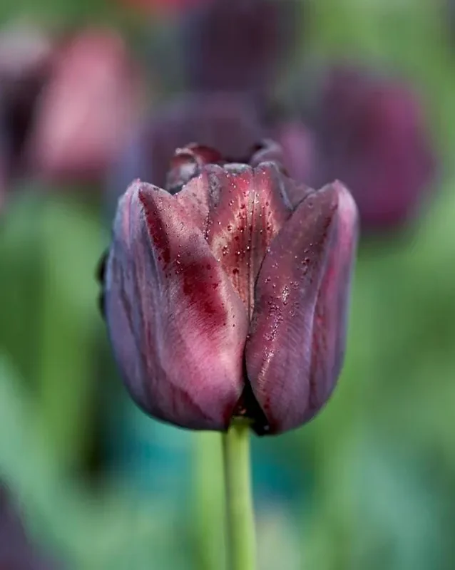 Tulp "Paul Scherer" pakendis 5 tk.
