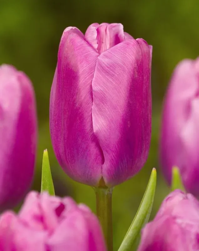 Tulp "Pink Flag" pakendis 5 tk