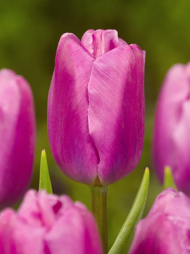 Tulp "Pink Flag" pakendis 5 tk