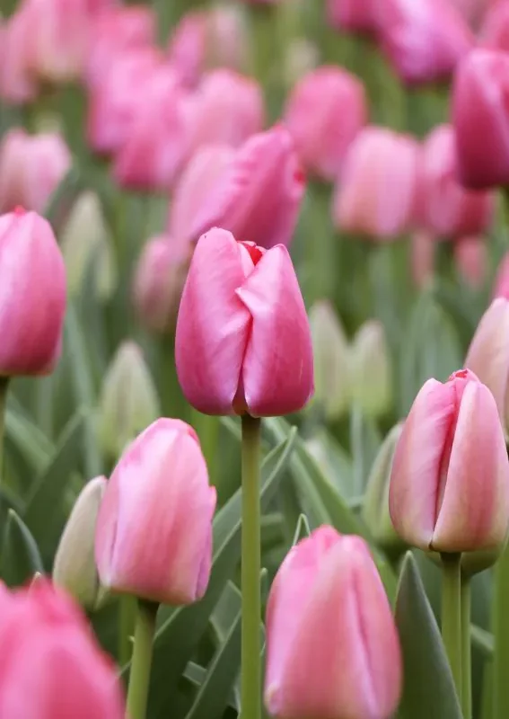 Tulp "Pink pride" pakendis 5 tk
