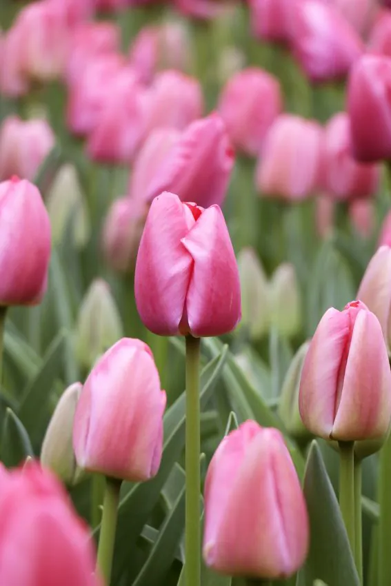 Tulp "Pink pride" pakendis 5 tk