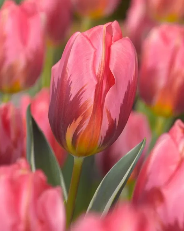 Tulp "Pretty Princess" pakendis 5 tk.