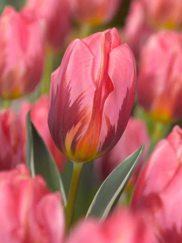 Tulp "Pretty Princess" pakendis 5 tk.
