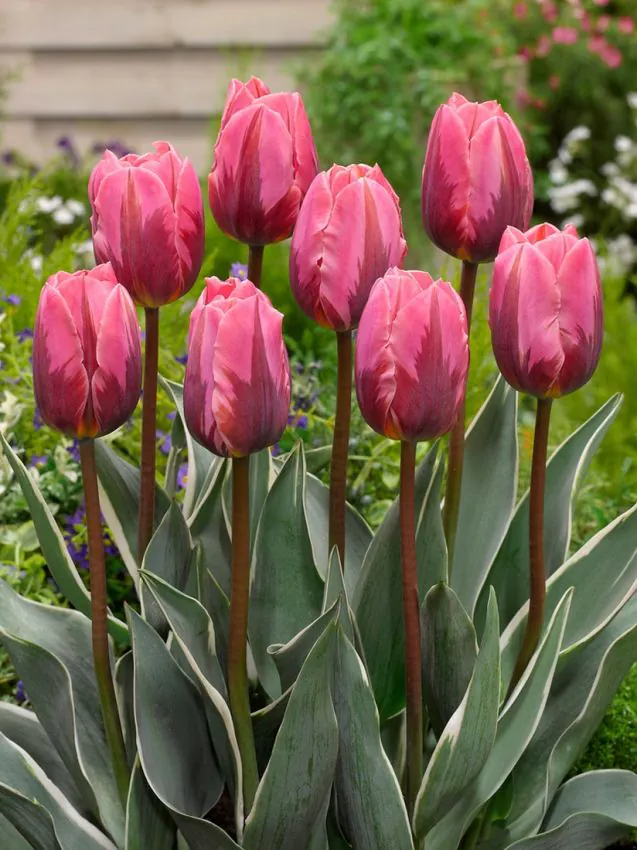 Tulp "Pretty Princess" pakendis 5 tk. - Image 2