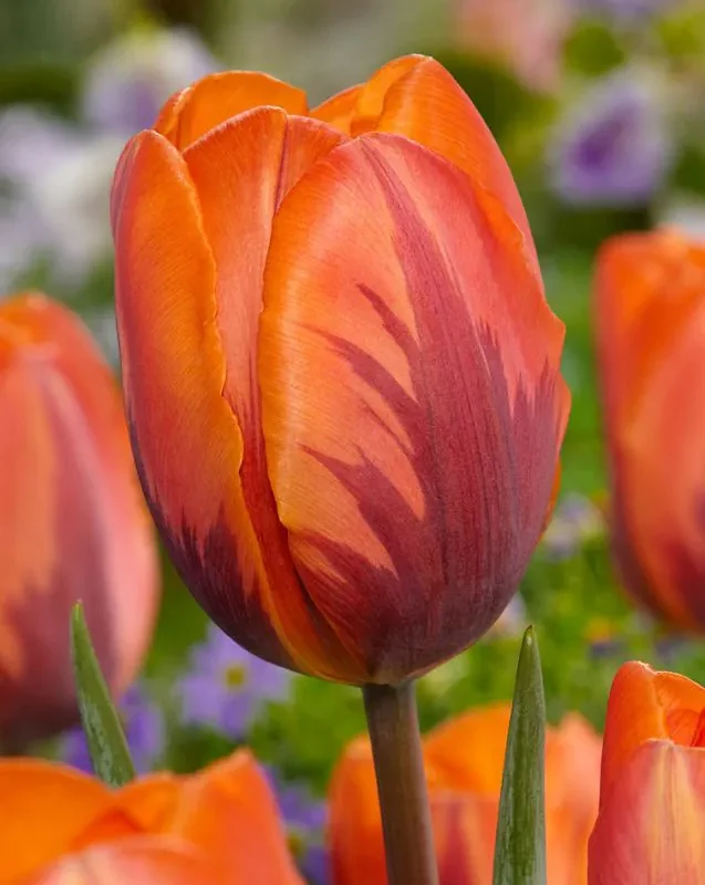 Tulp "Prinses Irene" pakendis 5 tk.