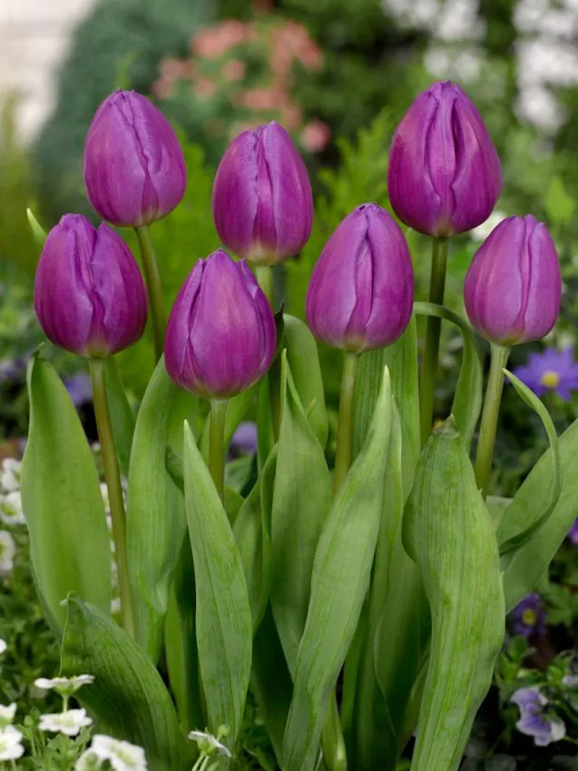 Tulp "Purple Flag" pakendis 5 tk. - Image 2