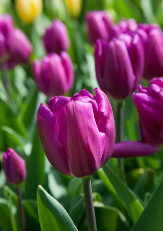Tulp "Purple Flag" pakendis 5 tk.
