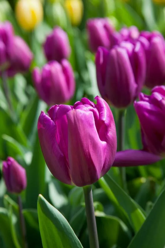 Tulp "Purple Flag" pakendis 5 tk.