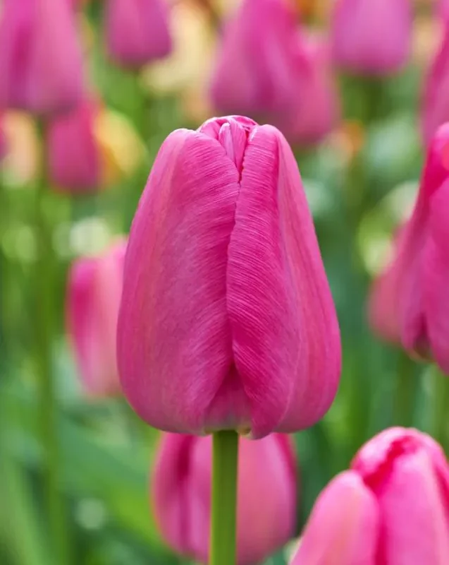 Tulp "Purple Pride" pakendis 5 tk