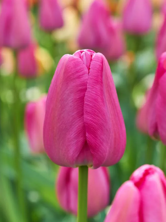 Tulp "Purple Pride" pakendis 5 tk