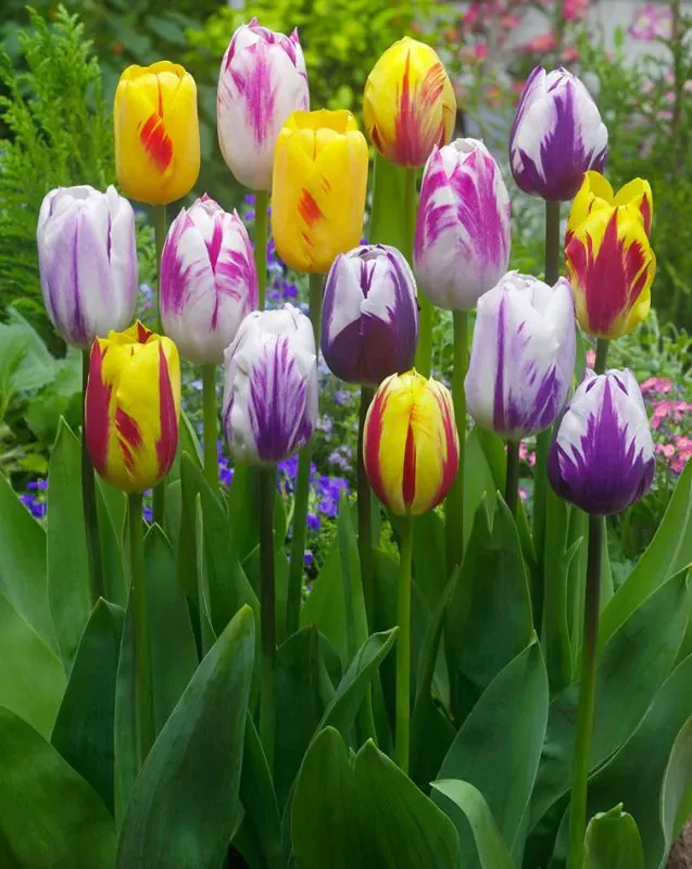 Tulp "Rembrandt mixed" pakendis 15 tk.