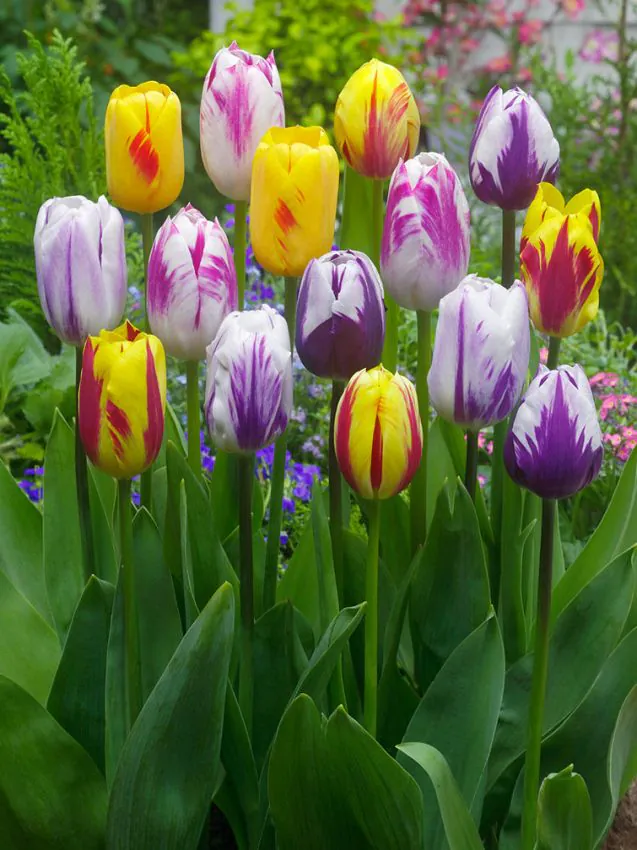Tulp "Rembrandt mixed" pakendis 15 tk.