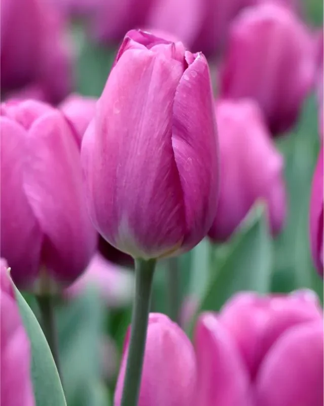 Tulp "Roeska" pakendis 5 tk.