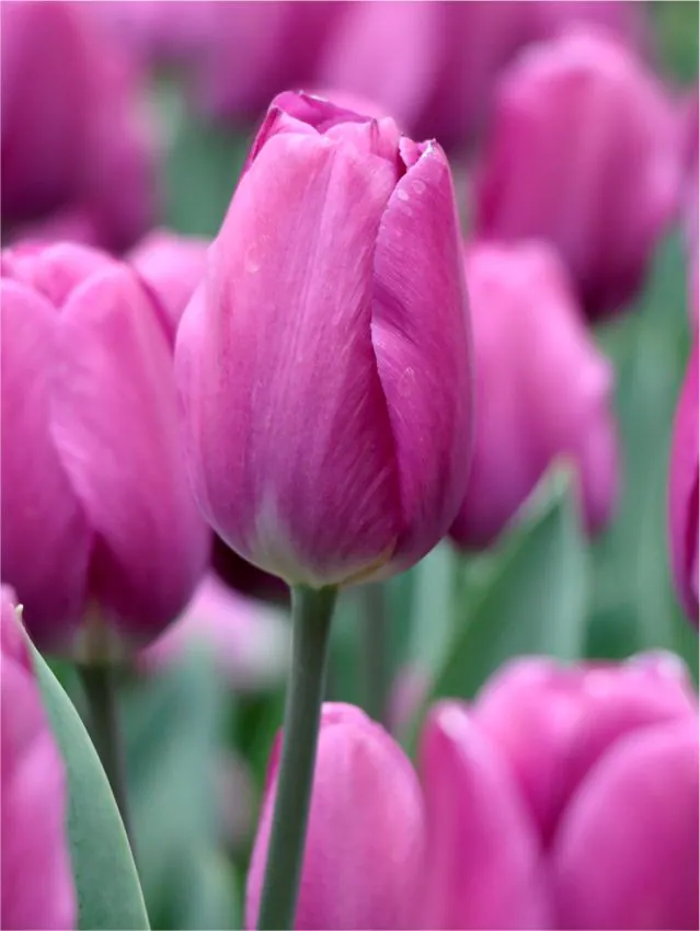 Tulp "Roeska" pakendis 5 tk.
