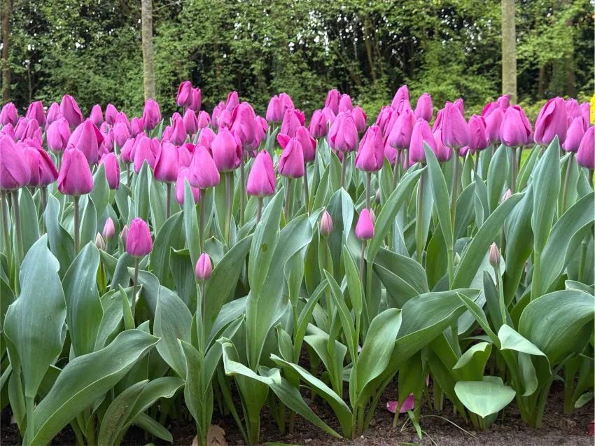 Tulp "Roeska" pakendis 5 tk. - Image 2