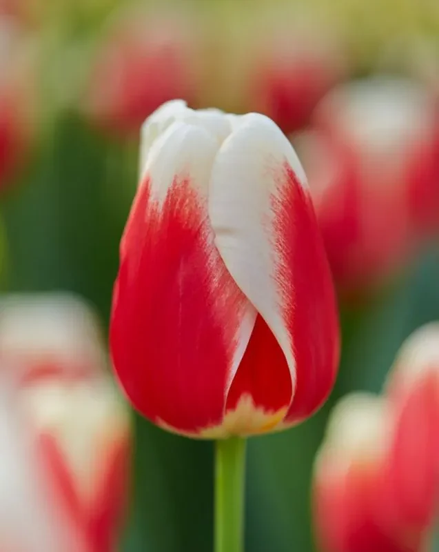 Tulp "Roman Empire" pakendis 5 tk