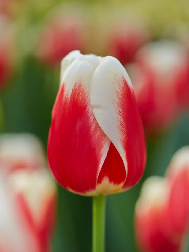 Tulp "Roman Empire" pakendis 5 tk