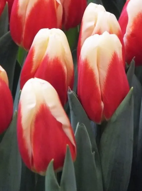 Tulp "Roman Empire" pakendis 5 tk - Image 2
