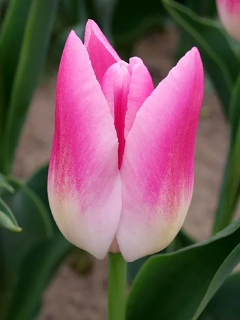Tulp "Royal Ten" pakendis 5 tk
