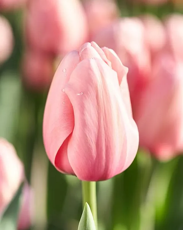 Tulp "Salmon impression" pakendis 10 tk