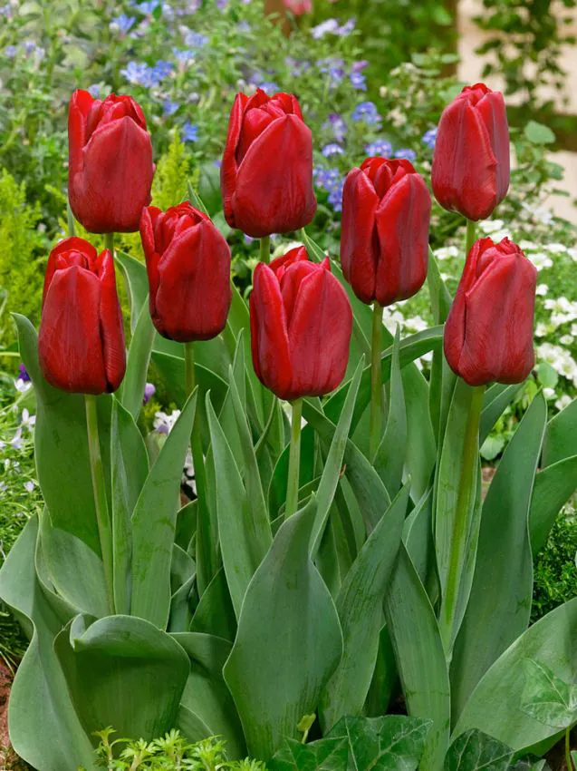 Tulp "Seadov" pakendis 5 tk. - Image 2