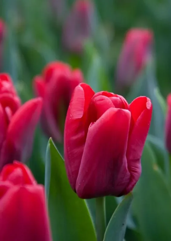 Tulp "Seadov" pakendis 5 tk.