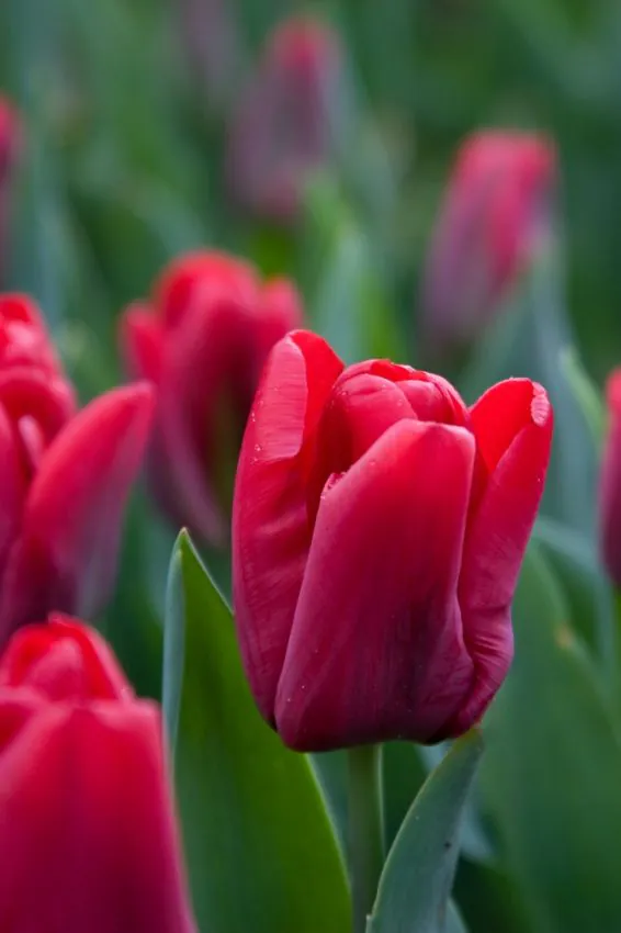 Tulp "Seadov" pakendis 5 tk.