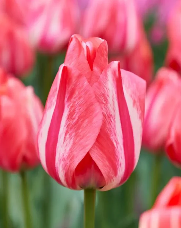 Tulp "Spryng Break" pakendis 5 tk