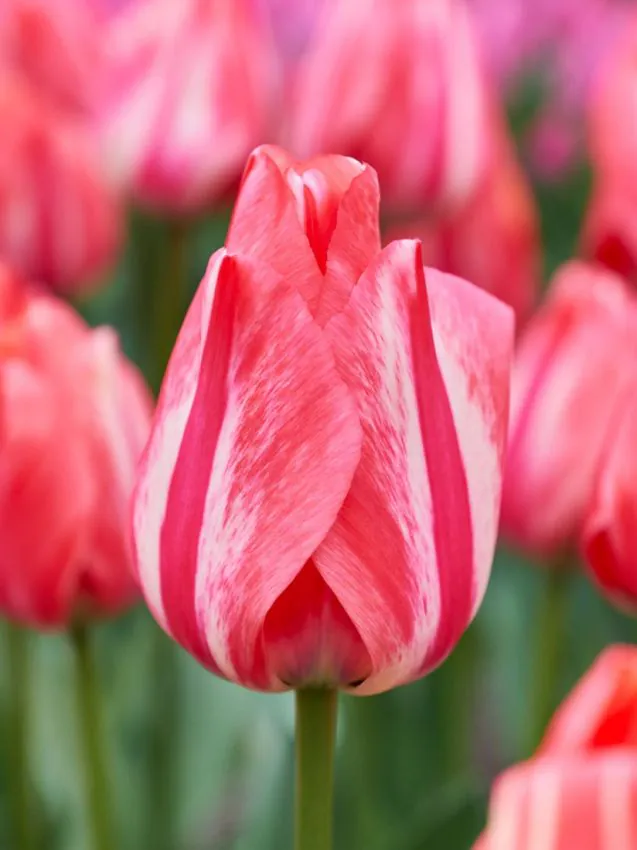 Tulp "Spryng Break" pakendis 5 tk