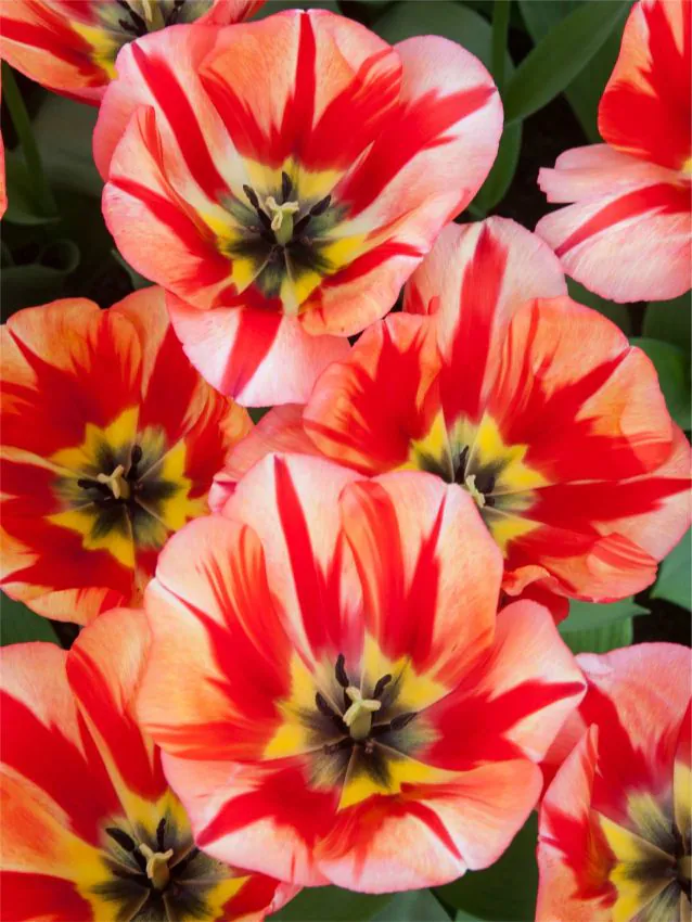 Tulp "Spryng Break" pakendis 5 tk - Image 3