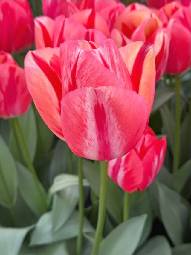 Tulp "Spryng Break" pakendis 5 tk - Image 2