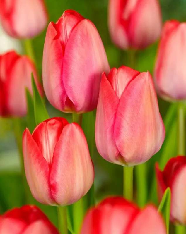 Tulp "Van Eijk" pakendis 5 tk