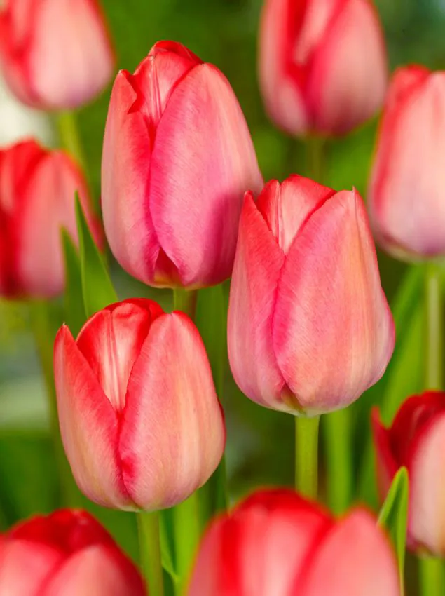 Tulp "Van Eijk" pakendis 5 tk