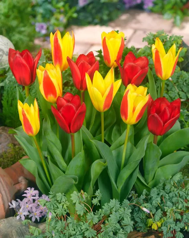 Tulp "Kaufmannia mixed" pakendis 25 tk