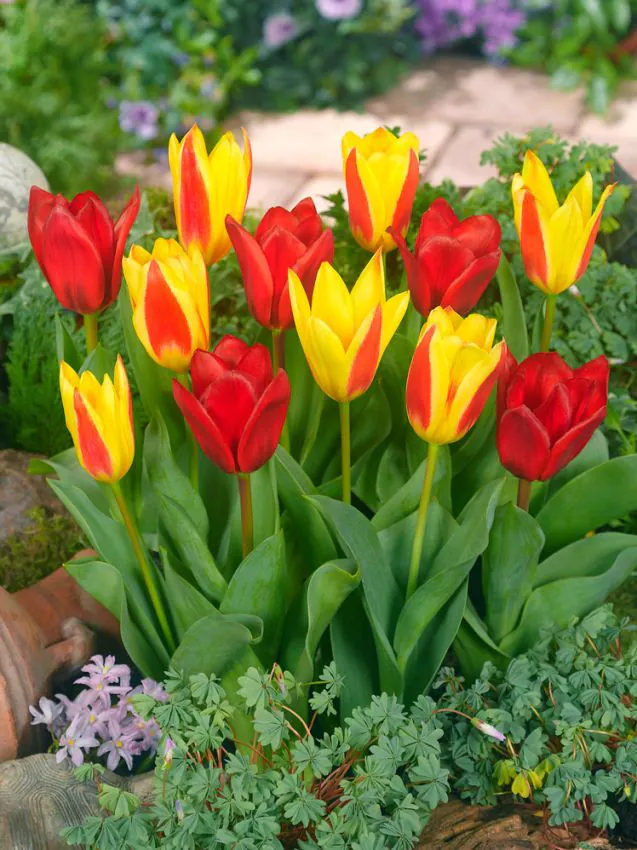 Tulp "Kaufmannia mixed" pakendis 25 tk