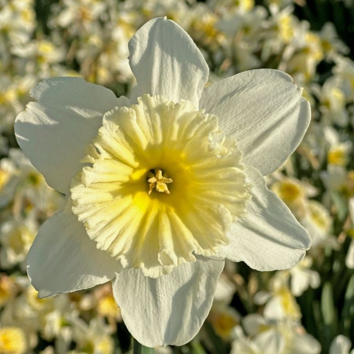 Nartsiss "Ice Follies" pakendis 7 tk - Image 4