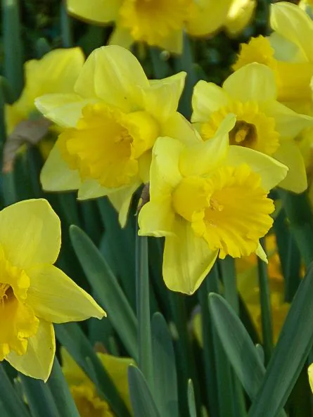 Nartsiss "Rijnveld's Early Sensation" pakendis 5 tk