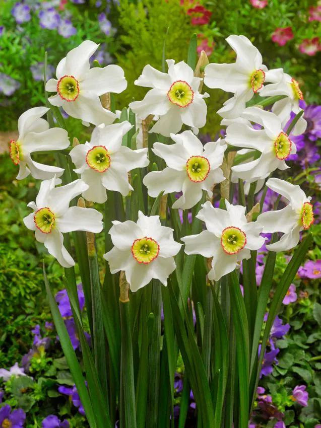 Nartsiss "Poeticus Recurvus Pheasant Eye" pakendis 5 tk - Image 2