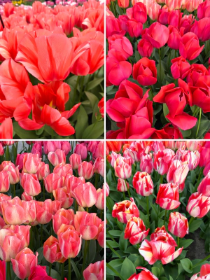 Tulp "Spryng Mix" pakendis 5 tk. - Image 2