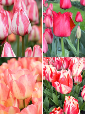 Tulp "Spryng Mix" pakendis 5 tk.